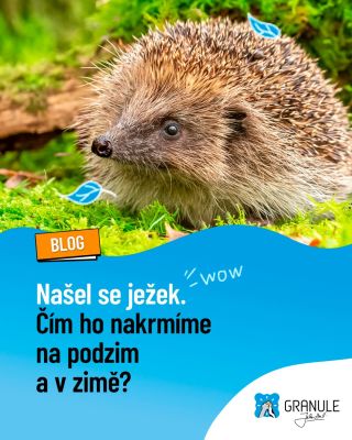 🔽 Ježkův BLOG 🔽 Věděli byste, co máte dělat, když najdete 🦔 ježka v průběhu chladných🍂 podzimních či ❄ zimních dnů?...