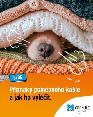 Podzim 🍂 je tu! Nekašlete na to a připravte se na podzimní psí 🐶 neduhy. ✅Co je psincový kašel a jaké jsou jeho projevy?...
